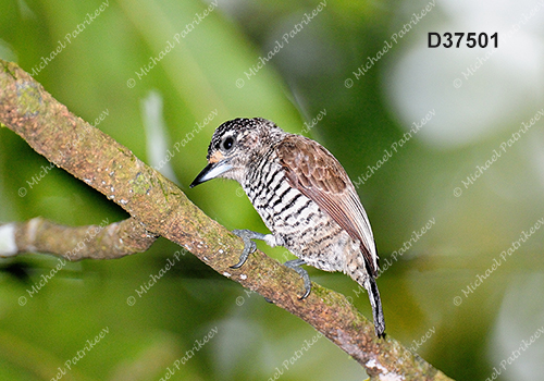 White-barred Piculet (Picumnus cirratus)
